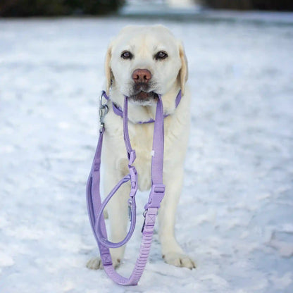 Comfort Control Collar and Multipurpose Leash Set - Lilac