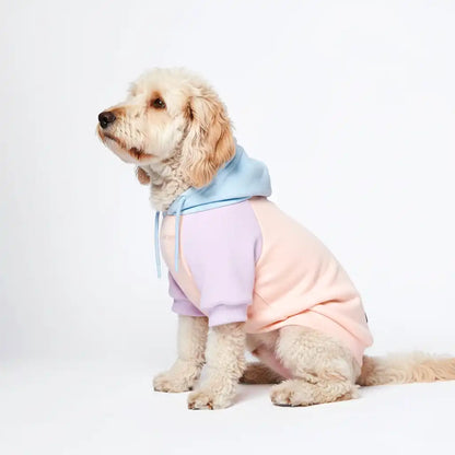 Color Block Dog Hoodies
