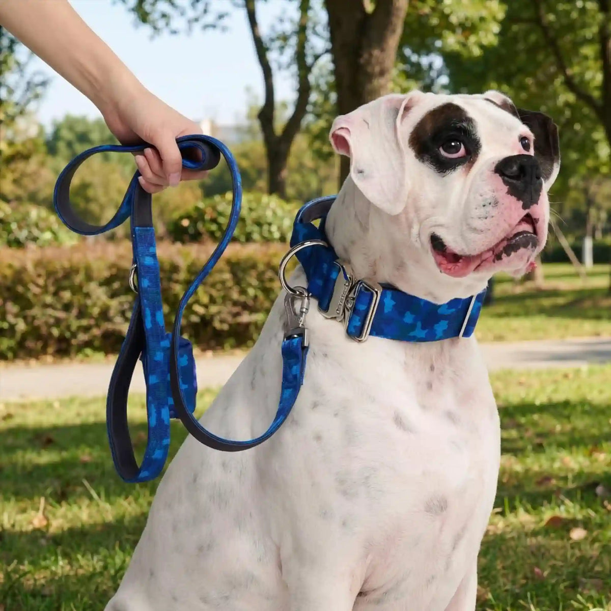 Comfort Control Dog Collar Sets