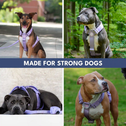 Comfort Control No-Pull Dog Harness Set - Lilac