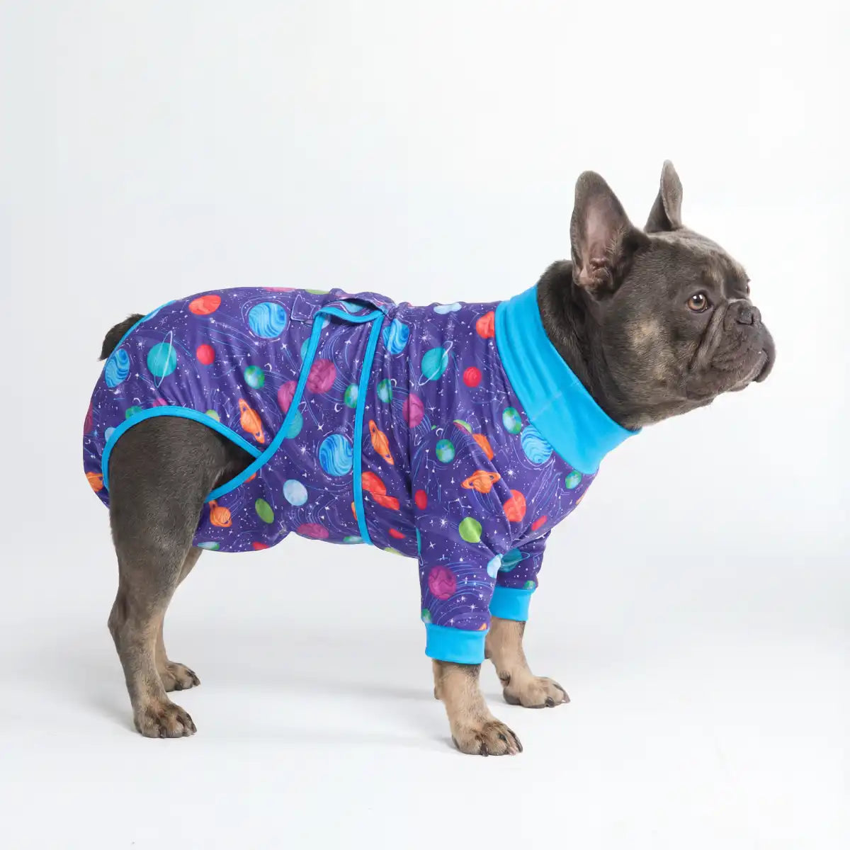 Dog Surgical Suit
