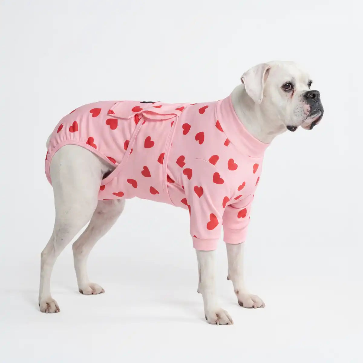 Dog Surgical Suit