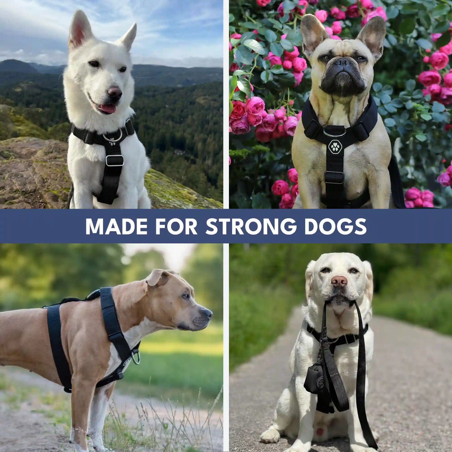 Comfort Control No-Pull Dog Harness Set - Black
