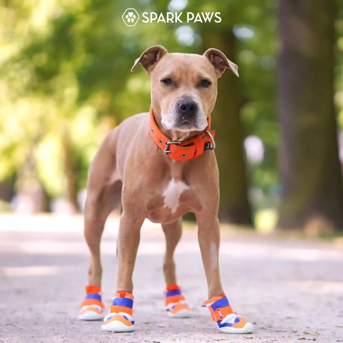 Hot Pavement Pawtector Dog Shoes