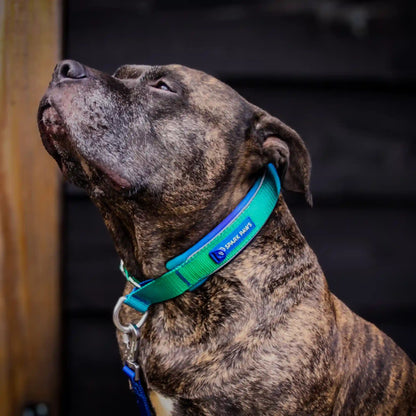 Martingale Collar Set - Lime Wave