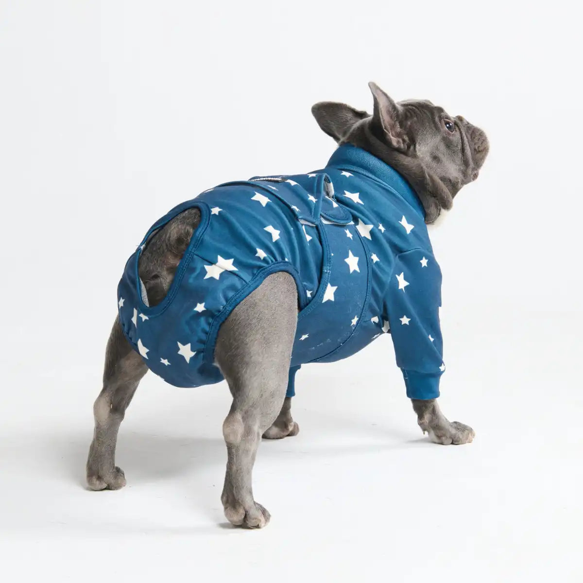 Dog Surgical Suit - Stars