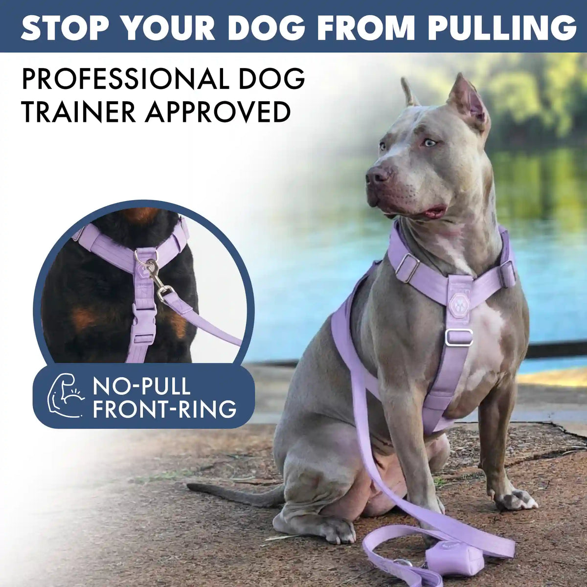 Comfort Control™ No-Pull Dog Harness - Lilac