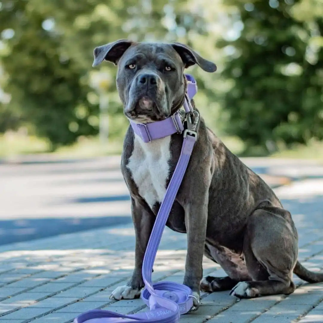 Comfort Control Dog Collars