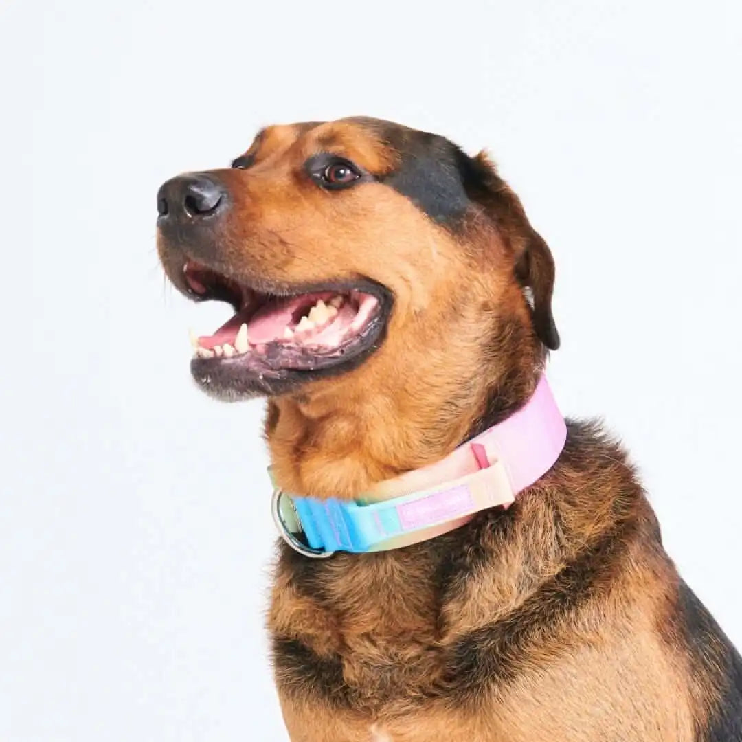 Comfort Control Dog Collars