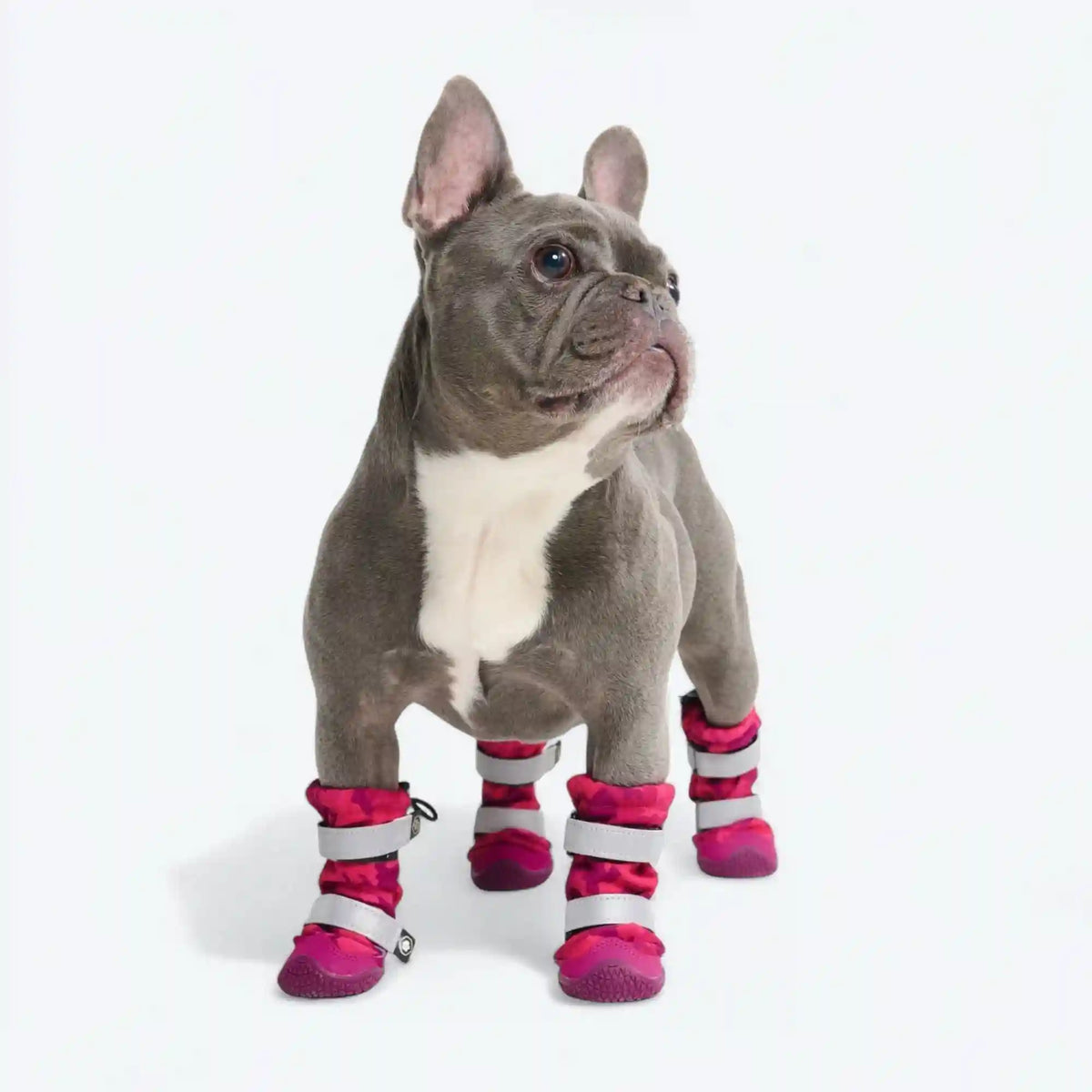 Dog Rainboots, Waterproof Dog Shoes