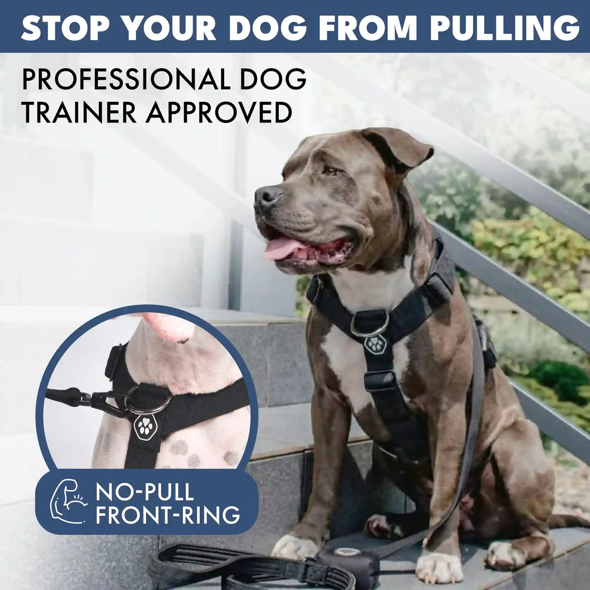 Comfort Control No-Pull Dog Harness Set - Black