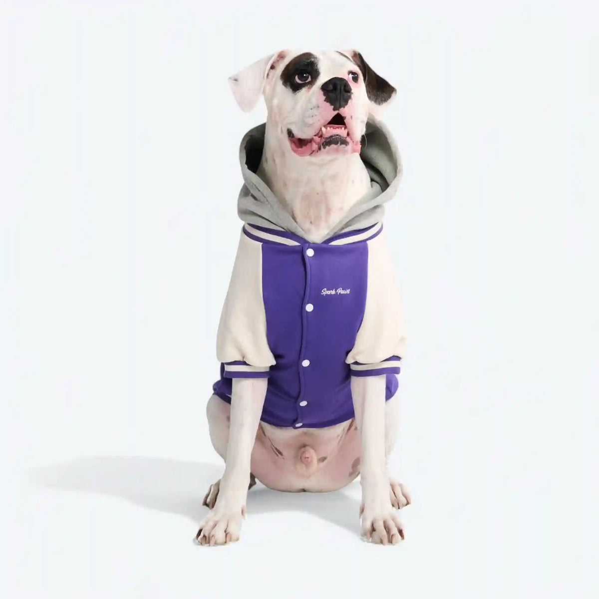 Dog Varsity Jacket - Purple
