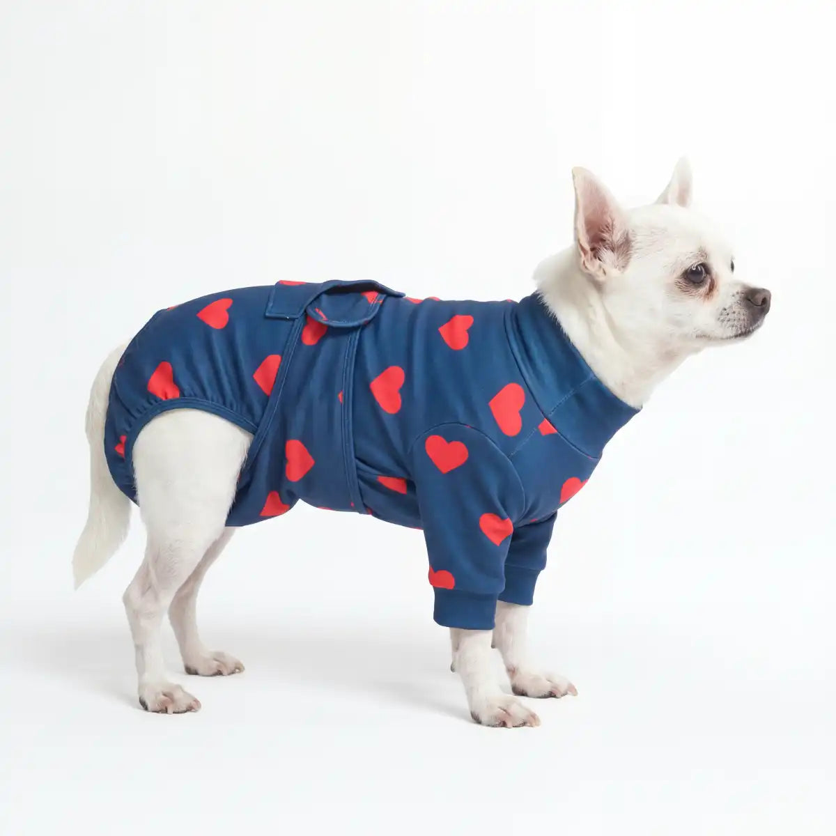 Dog Surgical Suit