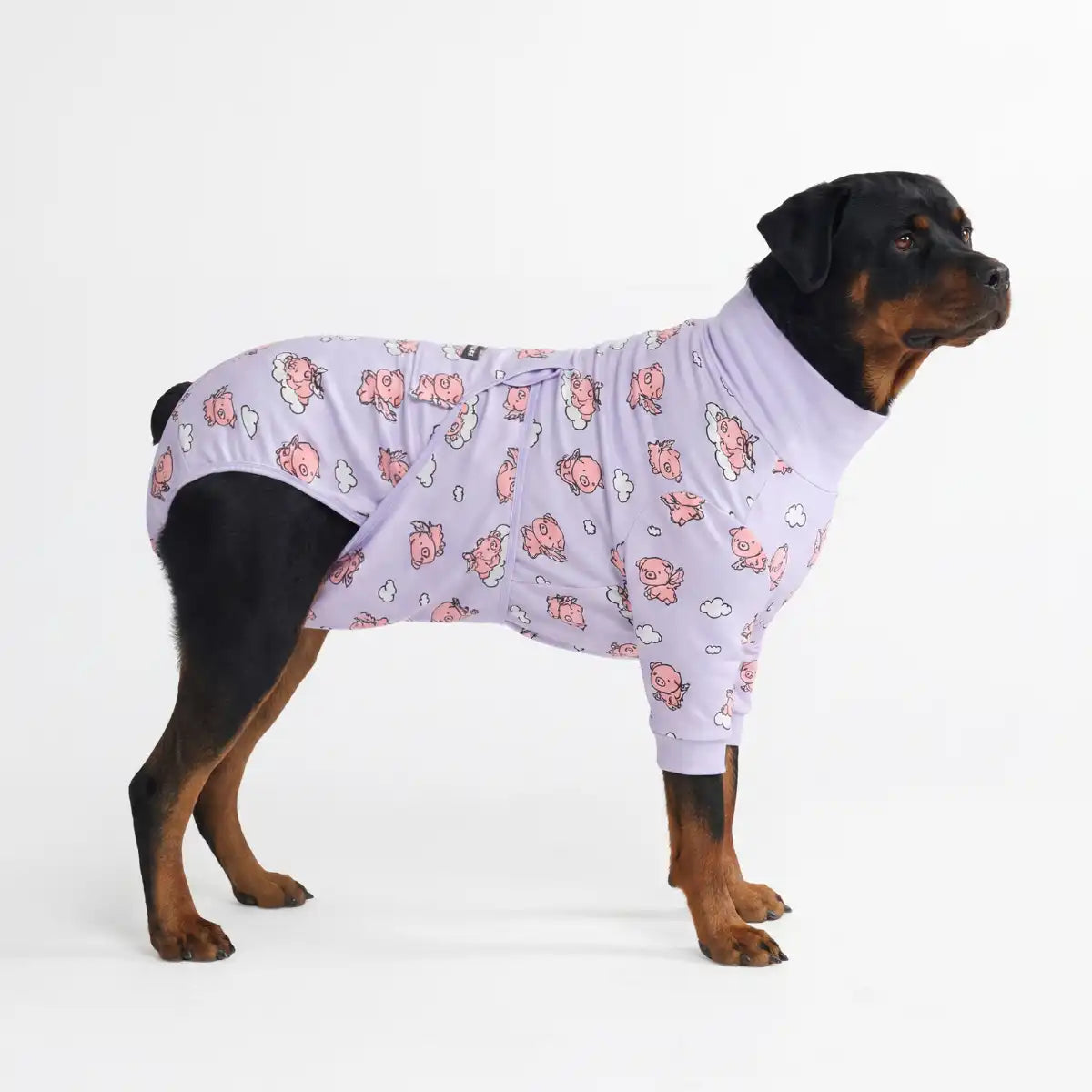 Dog Surgical Suit