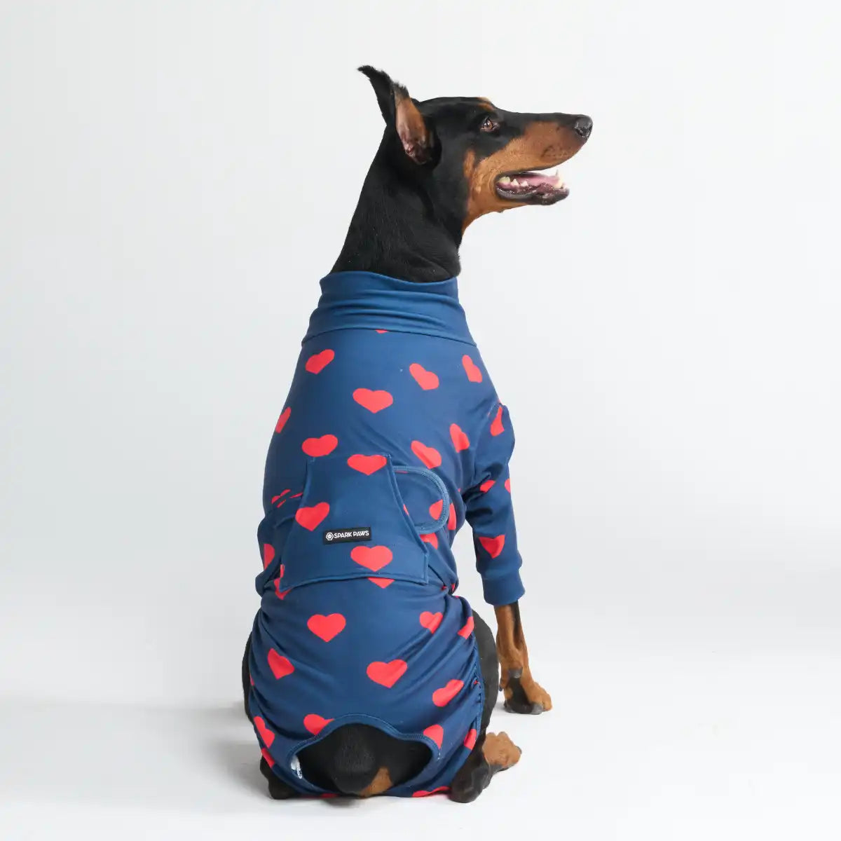 Dog Surgical Suit