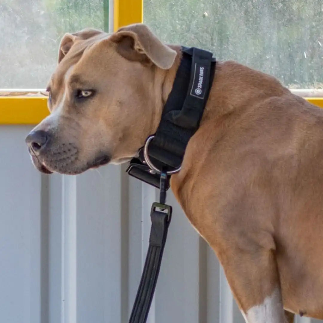 Comfort Control Dog Collars