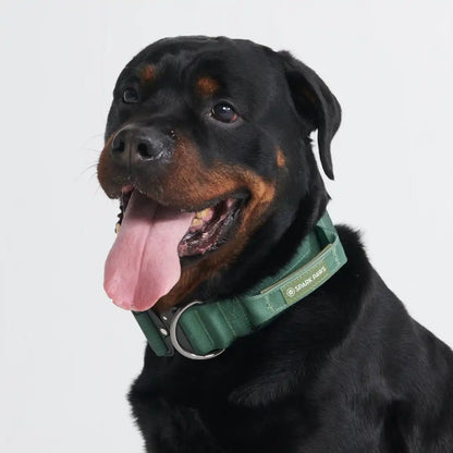 Comfort Control Dog Collars