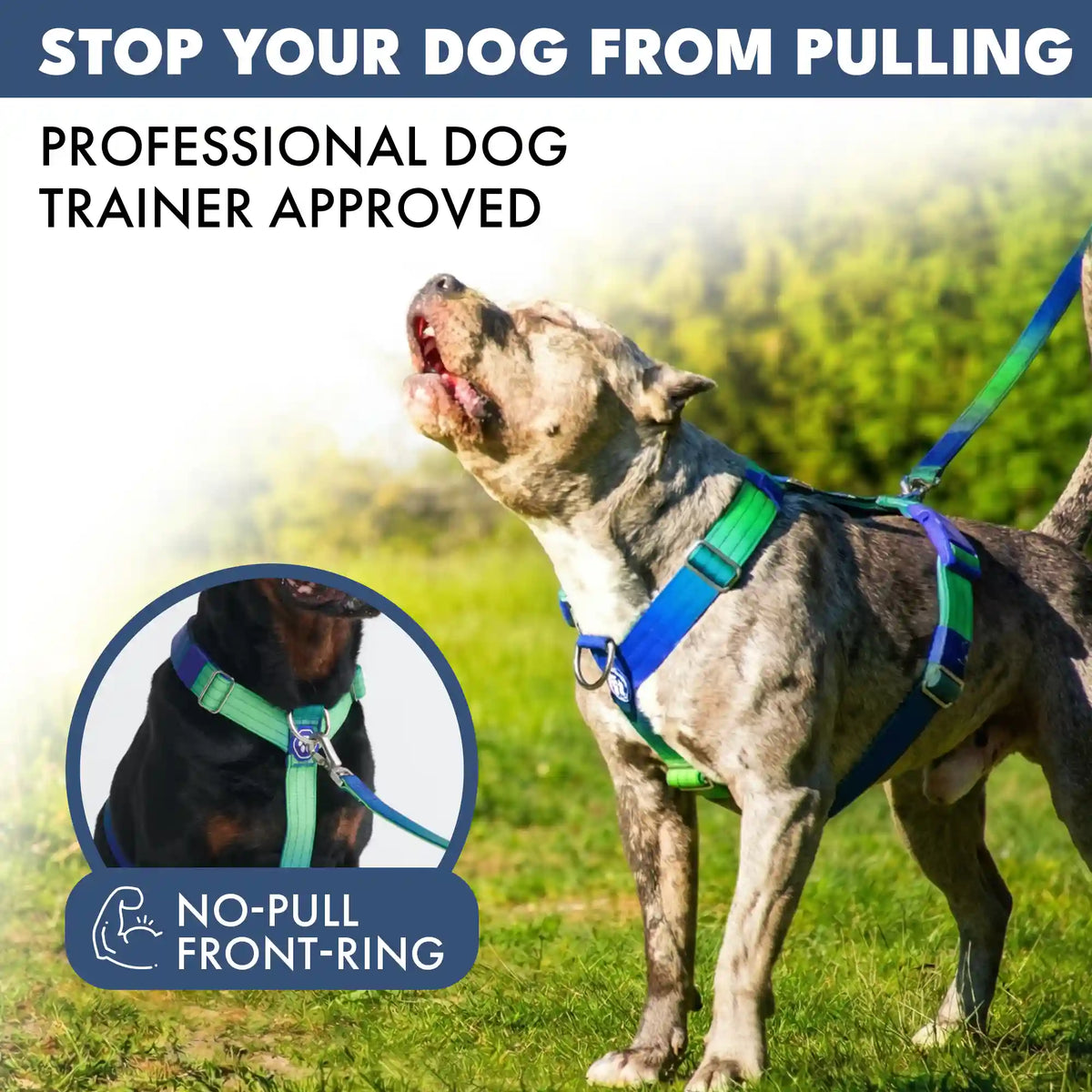 Comfort Control No-Pull Dog Harness Set - Lime Wave
