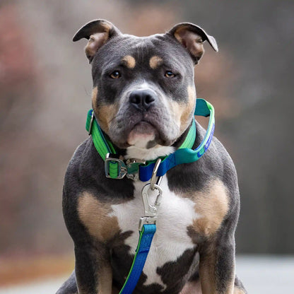 Comfort Control Collar and Multipurpose Leash Sets