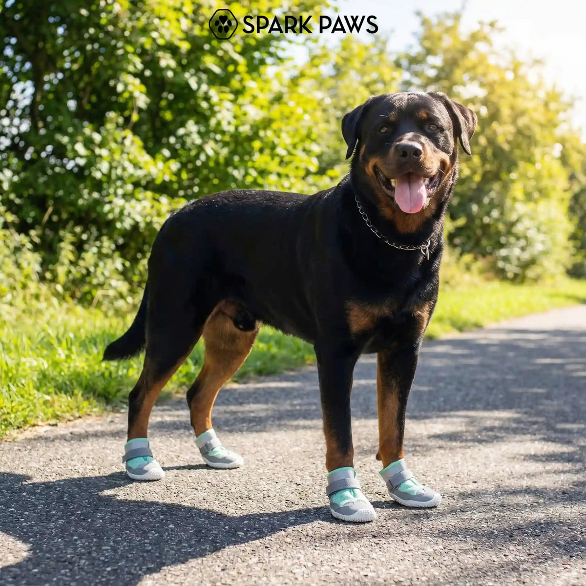 Hot Pavement Pawtector Dog Shoes