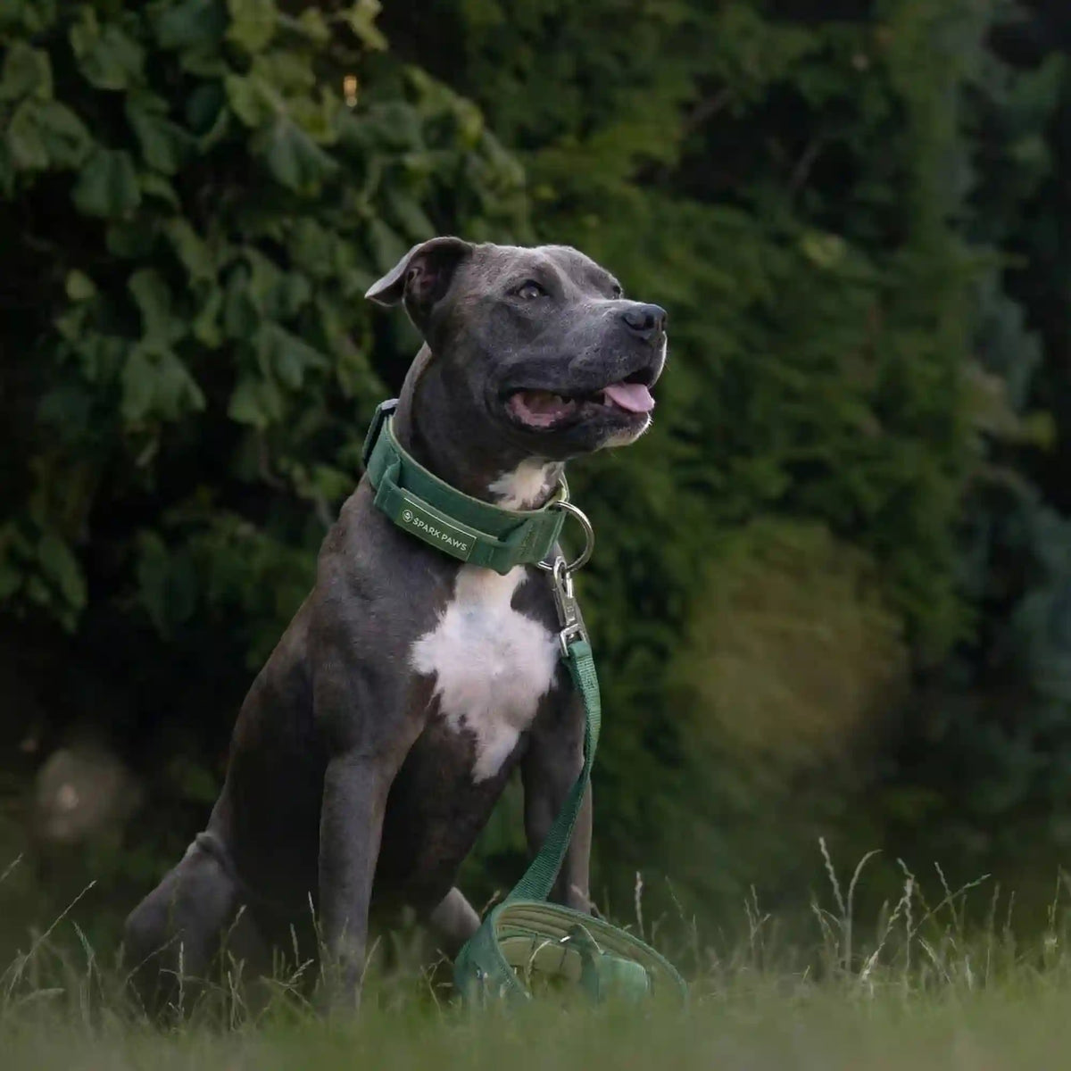 Comfort Control Collar Set - Army Green