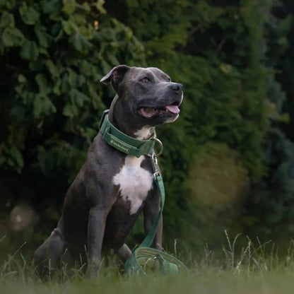 Comfort Control Collar Set - Army Green