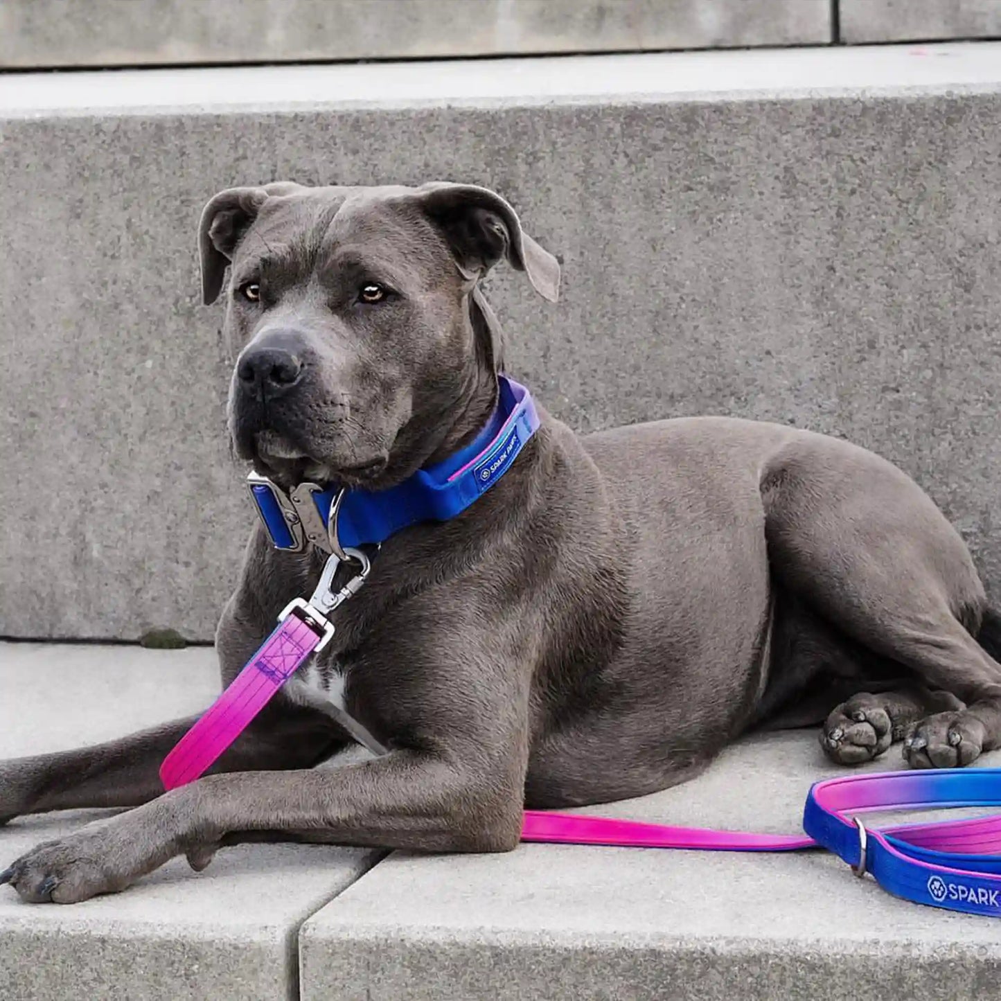 Comfort Control Dog Collar Sets