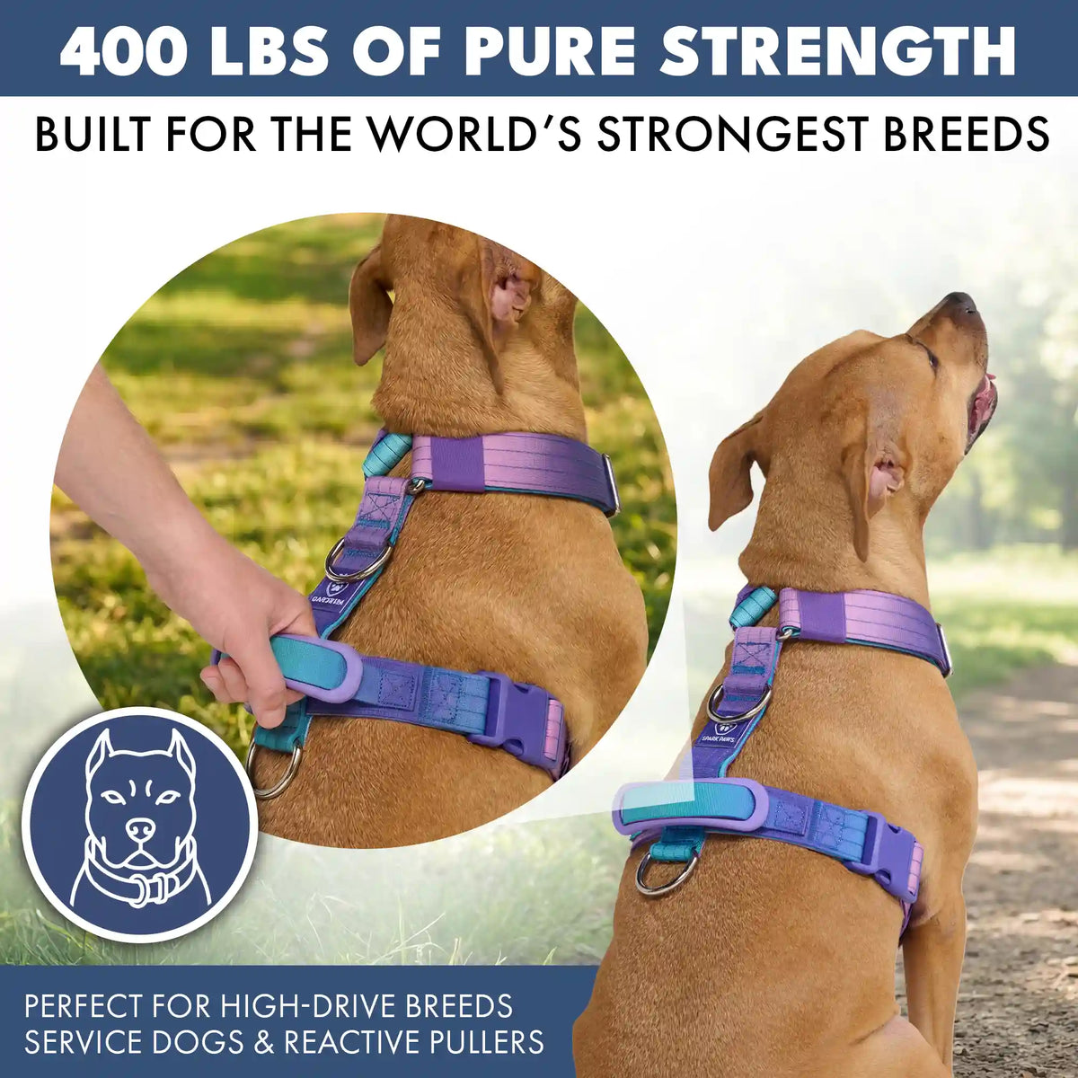 Comfort Control No-Pull Dog Harness Set - 90s Retro
