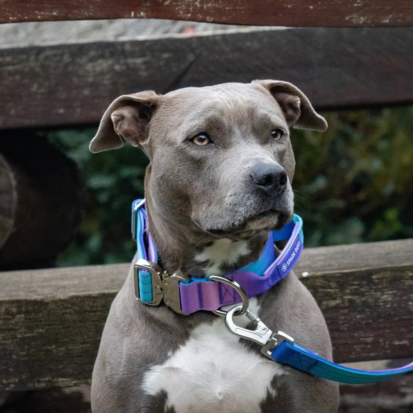 Comfort Control Collar and Multipurpose Leash Sets