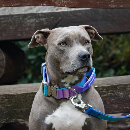 Comfort Control Collar and Multipurpose Leash Sets