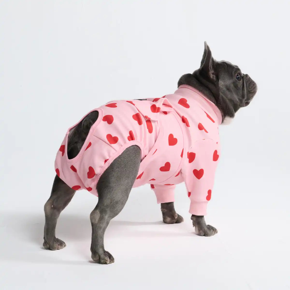 Dog Surgical Suit