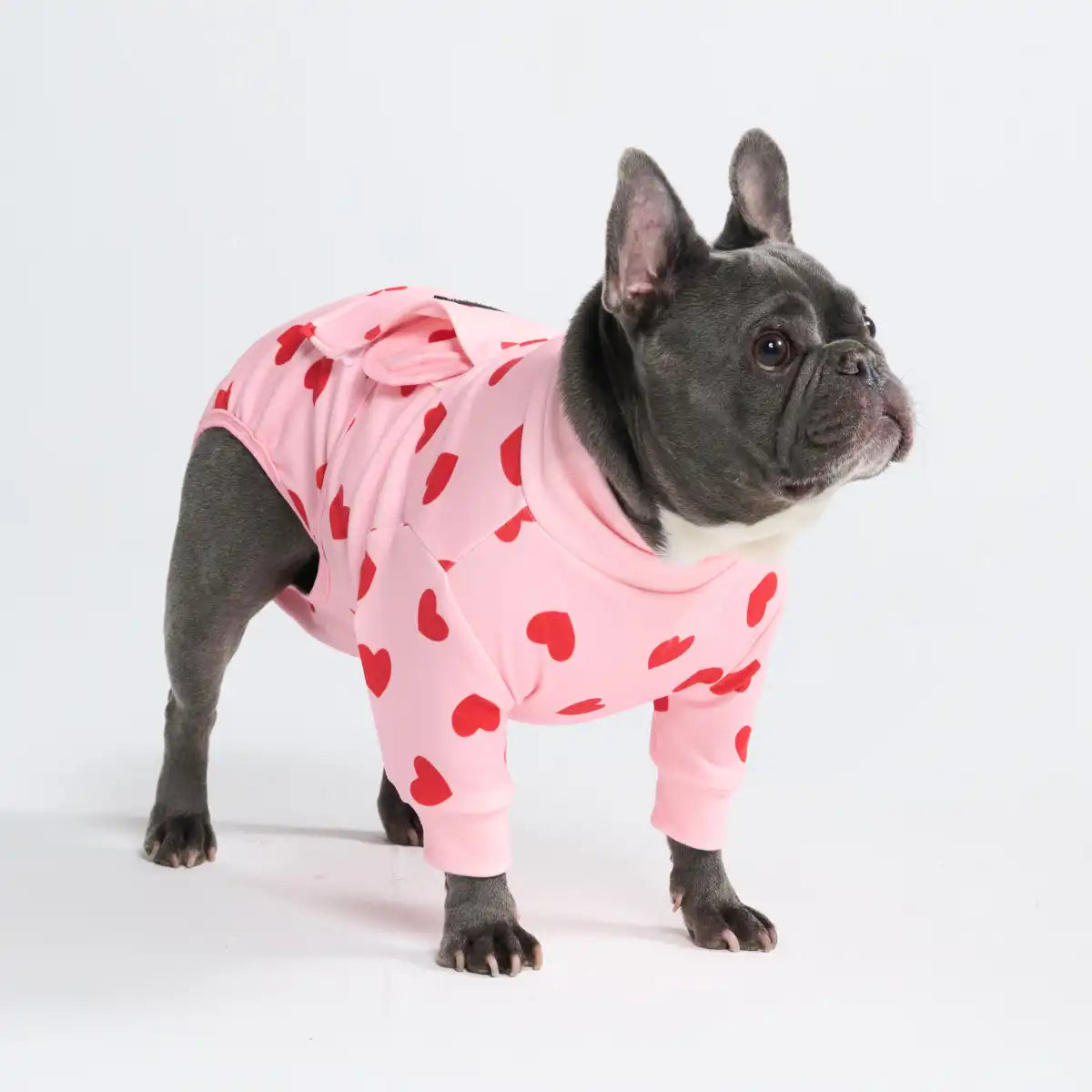 Dog Surgical Suit  2-pack