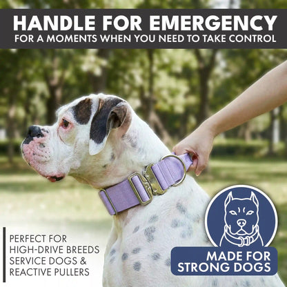 Comfort Control Collar and Multipurpose Leash Sets