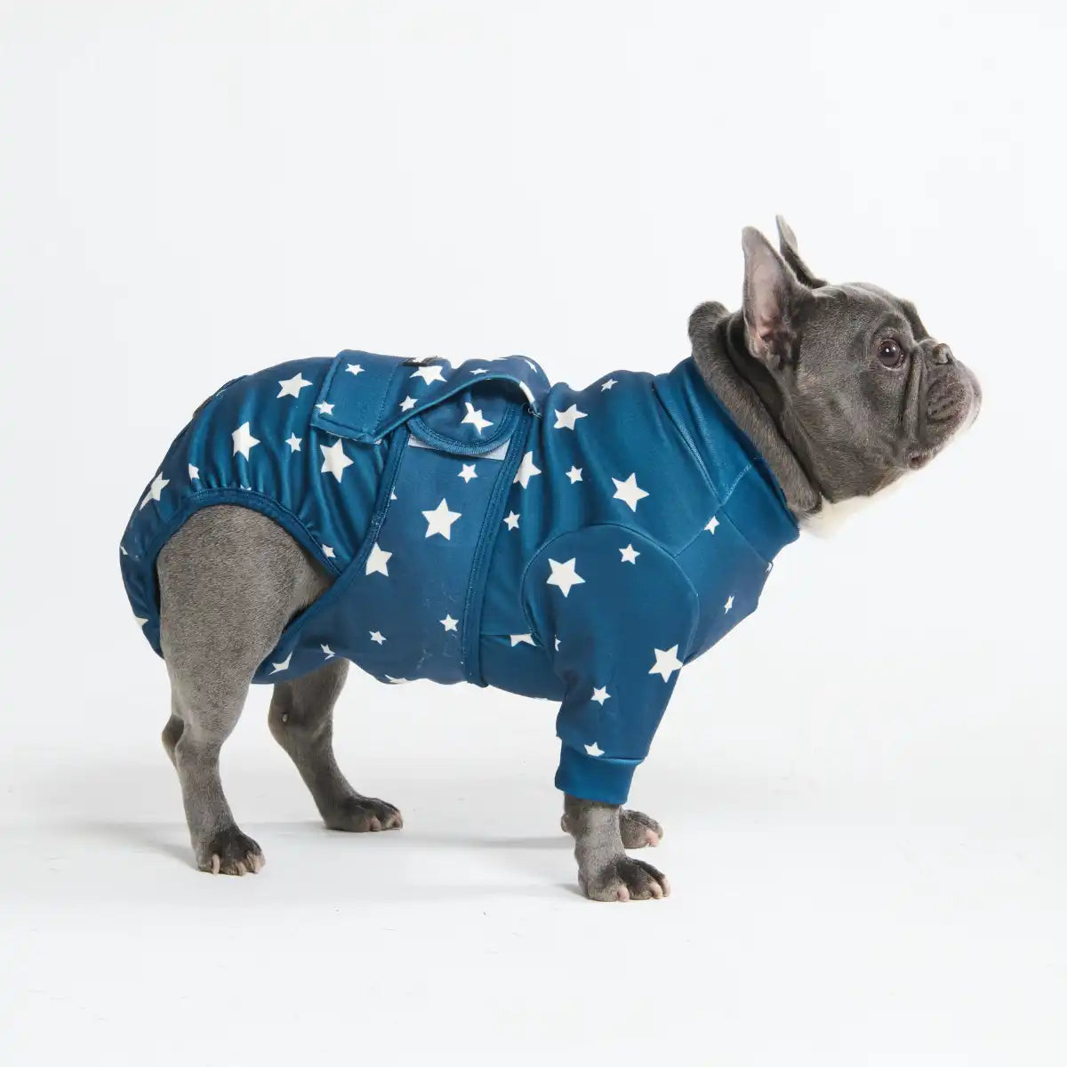 Dog Surgical Suit