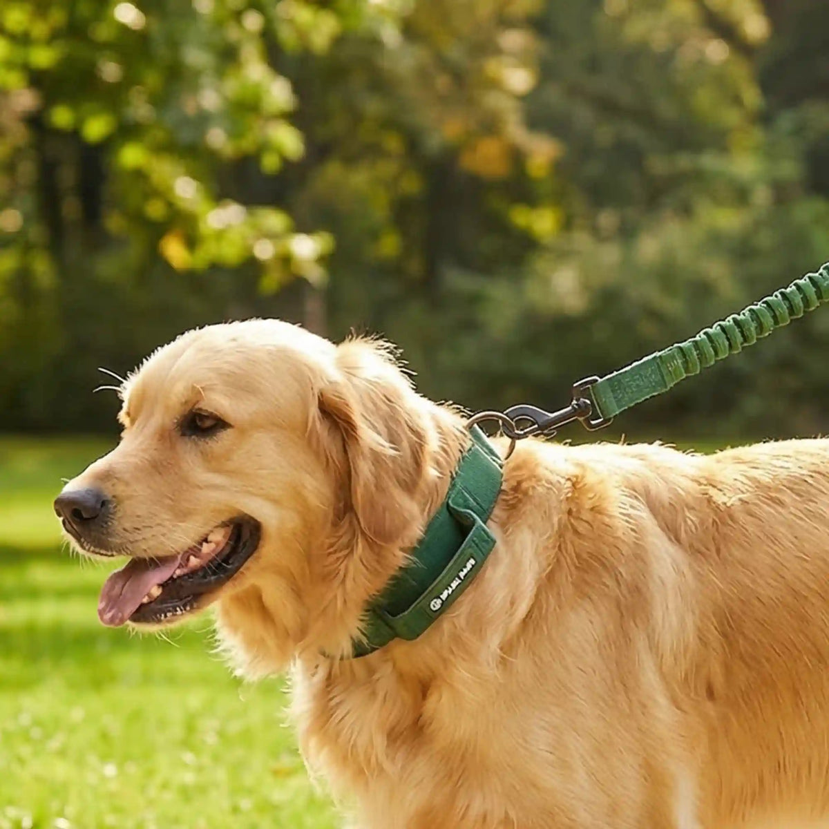 Martingale Collar and Multipurpose Leash Set - Army Green