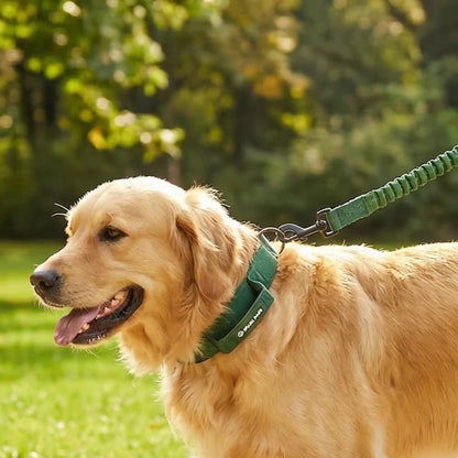 Martingale Collar and Multipurpose Leash Set - Army Green