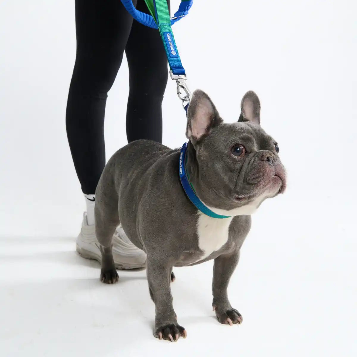 Multipurpose Seatbelt Handsfree Leash & Poop Bag Holder Set