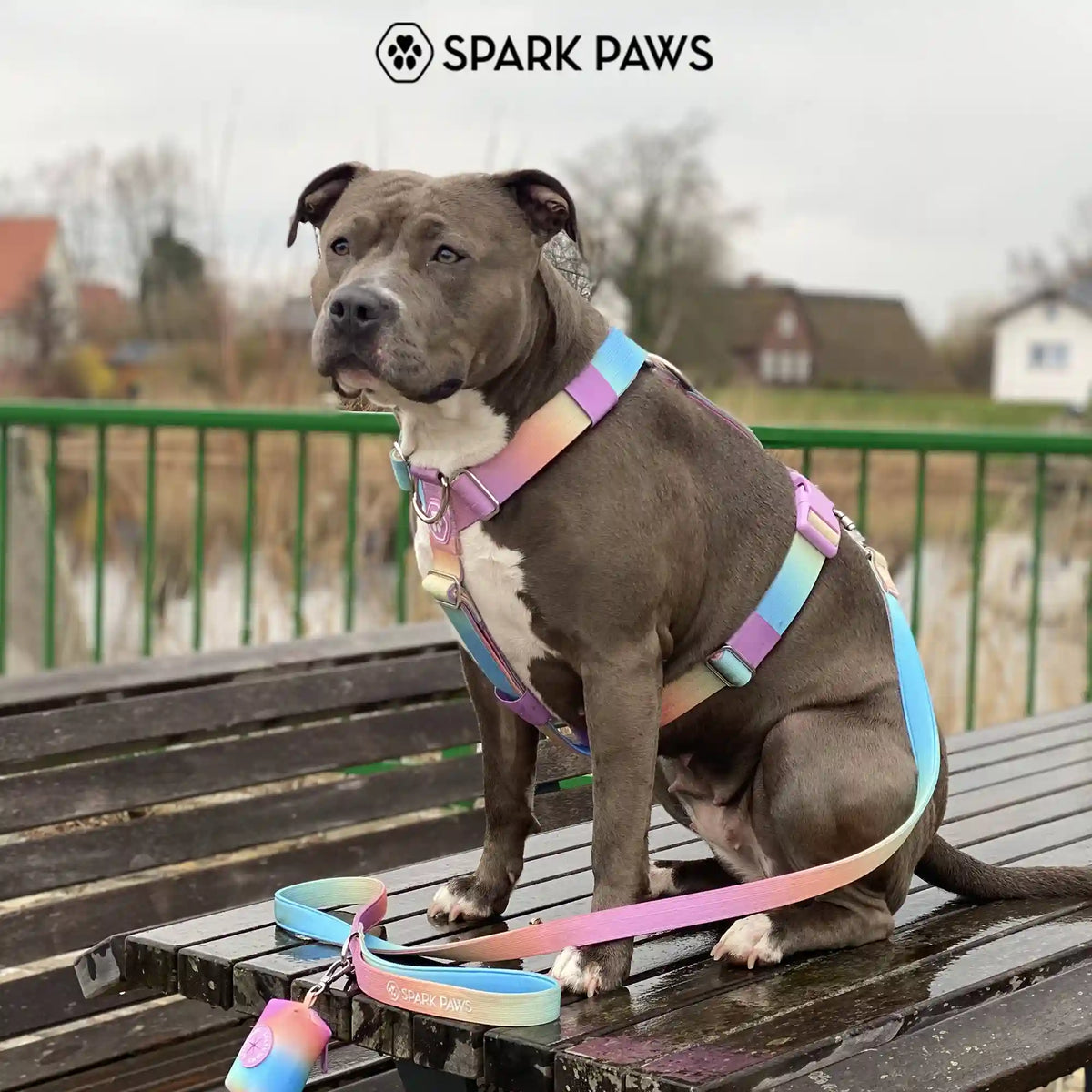 Comfort Control No-Pull Dog Harness Set - Pastel Icing