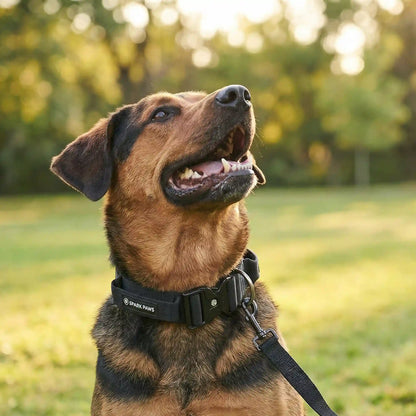 Comfort Control Collar and Multipurpose Leash Set - Black